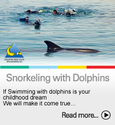 To the Snorkeling with dolphins page