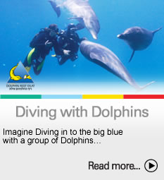 To the Diving with dolphins page