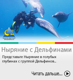 Diving with dolphins